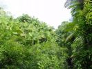 Pepe'ekeo Scenic Drive